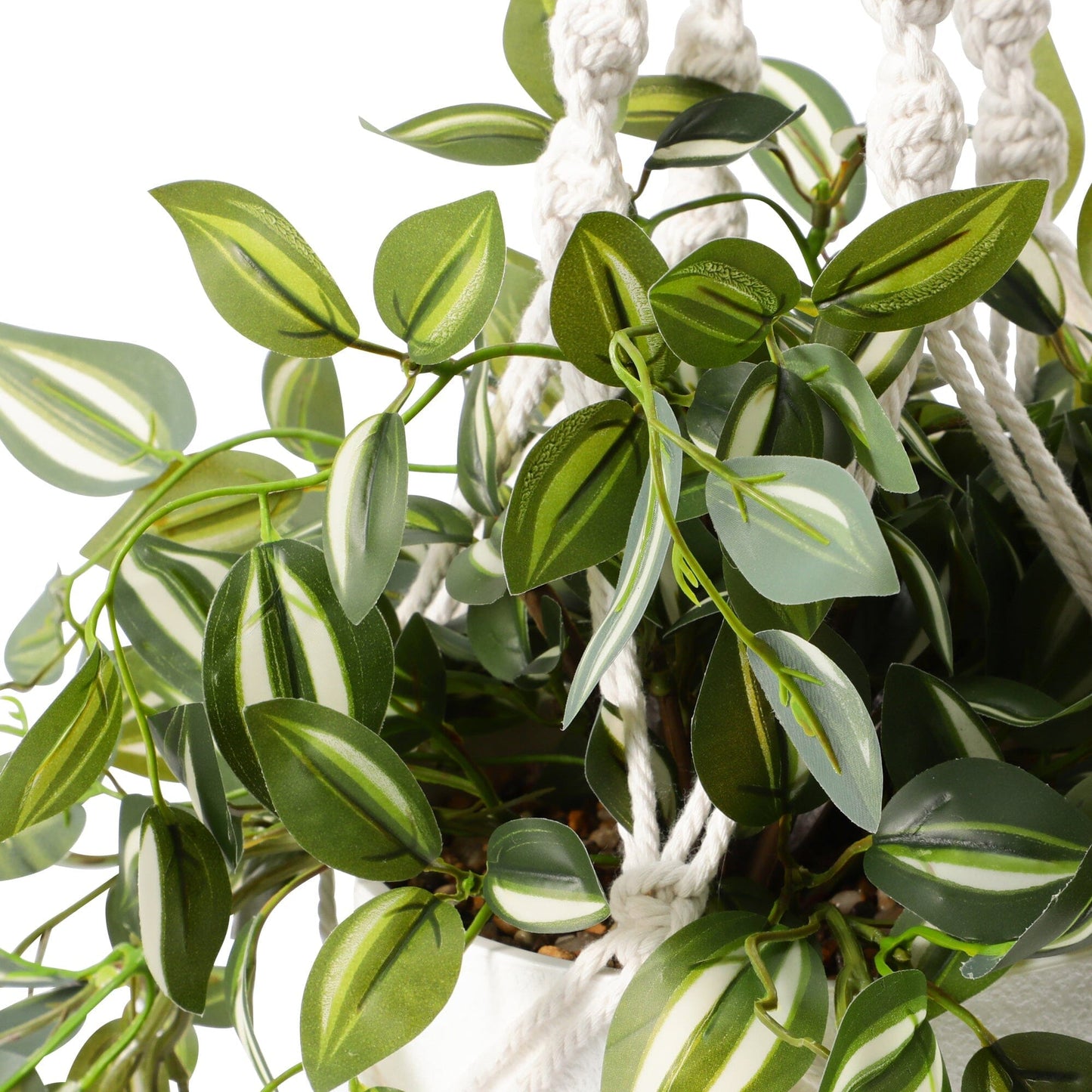 Hanging Art Green Tradescantia